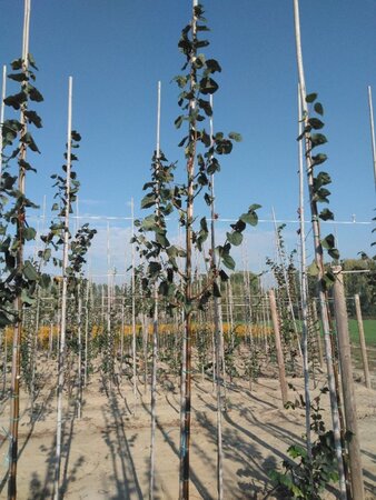 Tilia cordata 'Greenspire' 6-8 Hoogstam wortelgoed - afbeelding 2