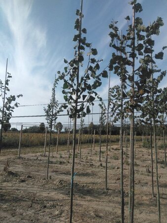 Tilia cordata 'Greenspire' 6-8 Hoogstam wortelgoed - afbeelding 3