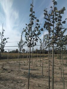 Tilia cordata 'Greenspire' 6-8 Hoogstam wortelgoed - afbeelding 3