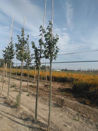 Tilia cordata 'Greenspire' 8-10 Hoogstam wortelgoed - afbeelding 2