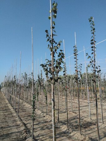 Tilia cordata 'Greenspire' 8-10 Hoogstam wortelgoed - afbeelding 1