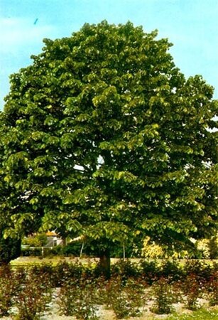 Tilia cordata 'Greenspire' 8-10 Hoogstam wortelgoed - afbeelding 3