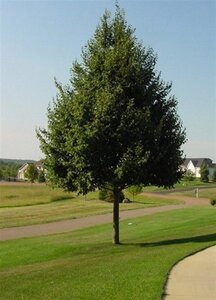 Tilia cordata 'Greenspire' 8-10 Hoogstam wortelgoed - afbeelding 4