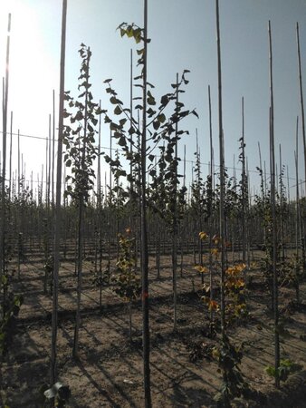 Tilia cordata 6-8 Hoogstam wortelgoed - afbeelding 3