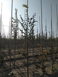 Tilia cordata 6-8 Hoogstam wortelgoed - afbeelding 3