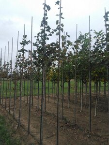 Tilia cordata 6-8 Hoogstam wortelgoed - afbeelding 2