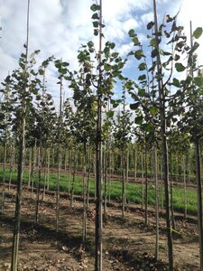 Tilia cordata 'Rancho' 10-12 Hoogstam wortelgoed