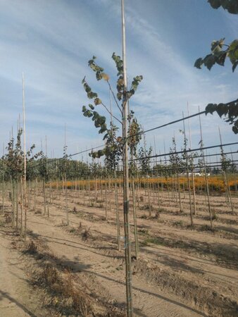 Tilia cordata 'Rancho' 6-8 Hoogstam wortelgoed - afbeelding 1