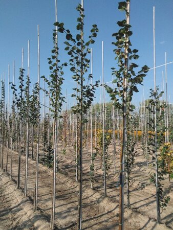 Tilia cordata 'Rancho' 6-8 Hoogstam wortelgoed - afbeelding 2