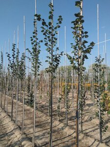 Tilia cordata 'Rancho' 6-8 Hoogstam wortelgoed - afbeelding 2