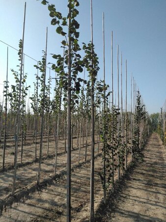 Tilia cordata 'Rancho' 6-8 Hoogstam wortelgoed - afbeelding 3