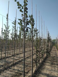 Tilia cordata 'Rancho' 6-8 Hoogstam wortelgoed - afbeelding 3