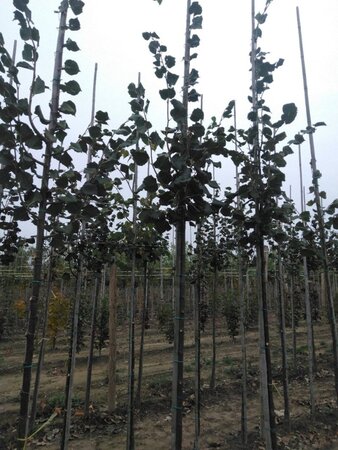 Tilia cordata 'Rancho' 6-8 Hoogstam wortelgoed - afbeelding 4
