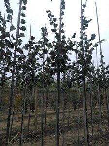 Tilia cordata 'Rancho' 6-8 Hoogstam wortelgoed - afbeelding 4