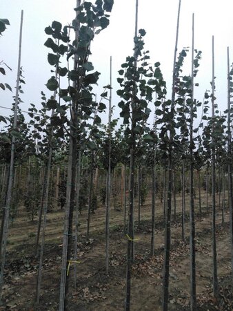 Tilia cordata 'Rancho' 8-10 Hoogstam wortelgoed - afbeelding 2