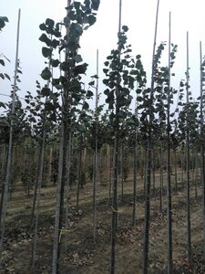 Tilia cordata 'Rancho' 8-10 Hoogstam wortelgoed
