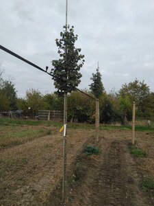 Tilia cordata 'Rancho' 8-10 Hoogstam wortelgoed - afbeelding 1