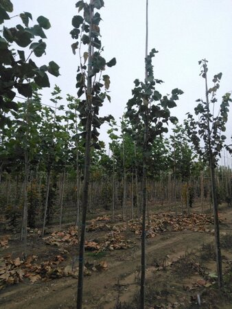 Tilia cordata 'Roelvo' 6-8 Hoogstam wortelgoed - afbeelding 2