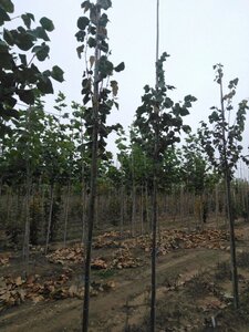 Tilia cordata 'Roelvo' 6-8 Hoogstam wortelgoed - afbeelding 2