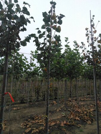 Tilia cordata 'Roelvo' 8-10 Hoogstam wortelgoed - afbeelding 1