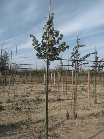 Tilia cordata 'Roelvo' 8-10 Hoogstam wortelgoed - afbeelding 2