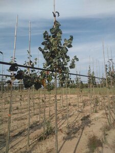 Tilia europaea 'Euchlora' 10-12 Hoogstam wortelgoed - afbeelding 5