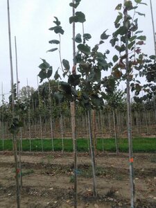 Tilia europaea 'Euchlora' 6-8 Hoogstam wortelgoed - afbeelding 8