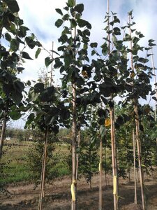 Tilia europaea 'Euchlora' 6-8 Hoogstam wortelgoed - afbeelding 7