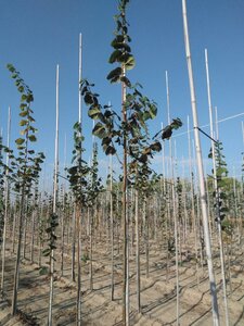 Tilia europaea 'Euchlora' 6-8 Hoogstam wortelgoed - afbeelding 5