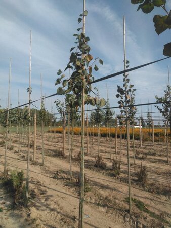 Tilia europaea 'Euchlora' 6-8 Hoogstam wortelgoed - afbeelding 6