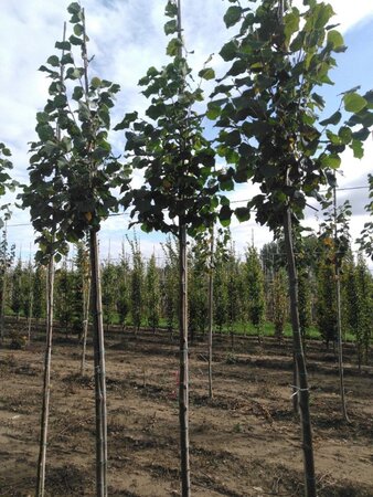 Tilia europaea 'Pallida' 10-12 Hoogstam wortelgoed - afbeelding 2