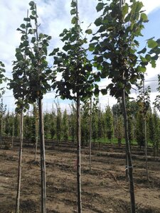 Tilia europaea 'Pallida' 10-12 Hoogstam wortelgoed - afbeelding 2