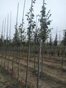 Tilia europaea 'Pallida' 6-8 Hoogstam wortelgoed - afbeelding 3