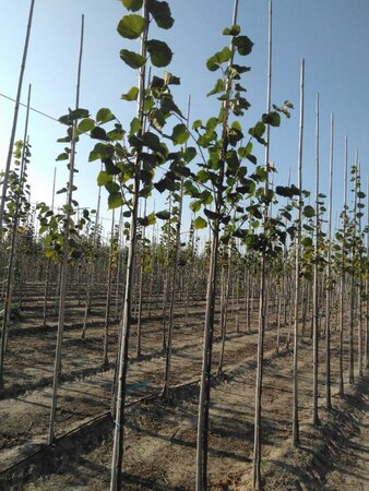 Tilia europaea 'Pallida' 6-8 Hoogstam wortelgoed - afbeelding 1