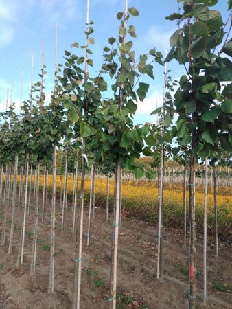 Tilia europaea 'Pallida' 6-8 Hoogstam wortelgoed - afbeelding 2