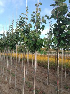 Tilia europaea 'Pallida' 6-8 Hoogstam wortelgoed - afbeelding 2