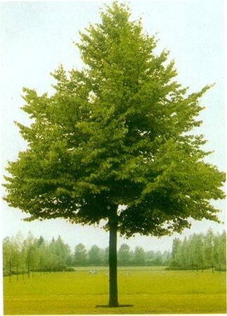 Tilia europaea 'Pallida' 8-10 Hoogstam wortelgoed - afbeelding 3