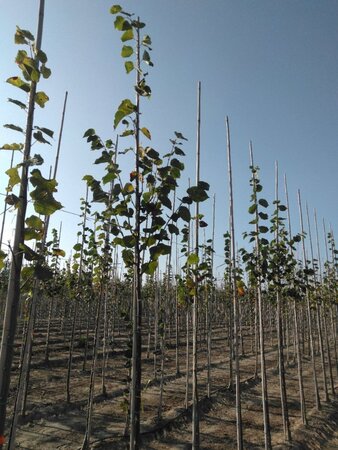 Tilia europaea 'Pallida' 8-10 Hoogstam wortelgoed - afbeelding 1