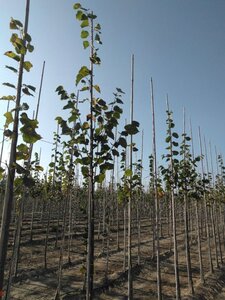 Tilia europaea 'Pallida' 8-10 Hoogstam wortelgoed