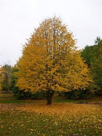 Tilia europaea 'Pallida' 8-10 Hoogstam wortelgoed - afbeelding 4