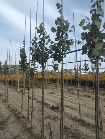Tilia europaea 'Pallida' 8-10 Hoogstam wortelgoed - afbeelding 2