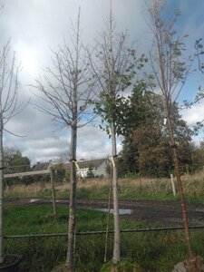 Tilia plat. 'Fastigiata' 20-25 Hoogstam draadkluit 3 X verplant