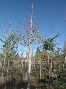 Tilia plat. 'Fastigiata' 25-30 Hoogstam draadkluit 3 X verplant