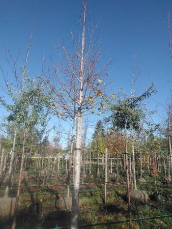 Tilia plat. 'Fastigiata' 25-30 STA WRB 3 X V