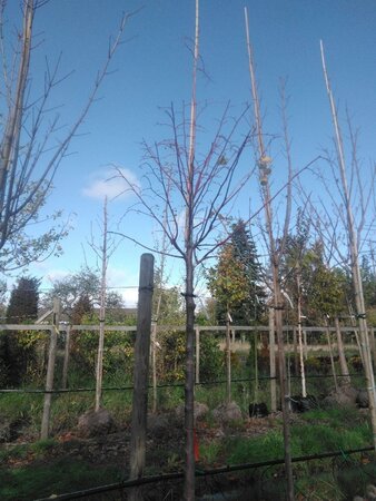 Tilia platyphyllos 18-20 Hoogstam draadkluit 3 X verplant - afbeelding 1