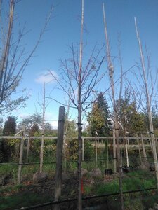 Tilia platyphyllos 18-20 Hoogstam draadkluit 3 X verplant
