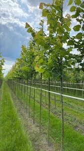 Tilia platyphyllos 18-20 Hoogstam draadkluit 3 X verplant - afbeelding 3