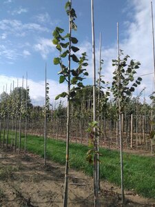 Tilia platyphyllos 8-10 Hoogstam wortelgoed - afbeelding 5