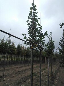 Tilia platyphyllos 8-10 Hoogstam wortelgoed - afbeelding 3
