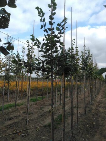 Tilia platyphyllos 8-10 Hoogstam wortelgoed - afbeelding 4
